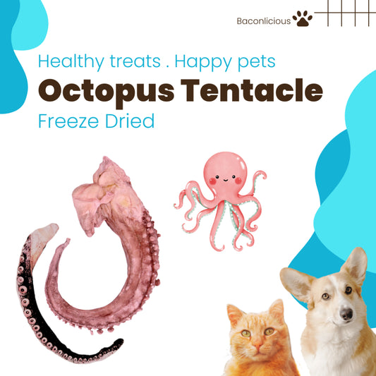 Freeze-dried Octopus tentacles